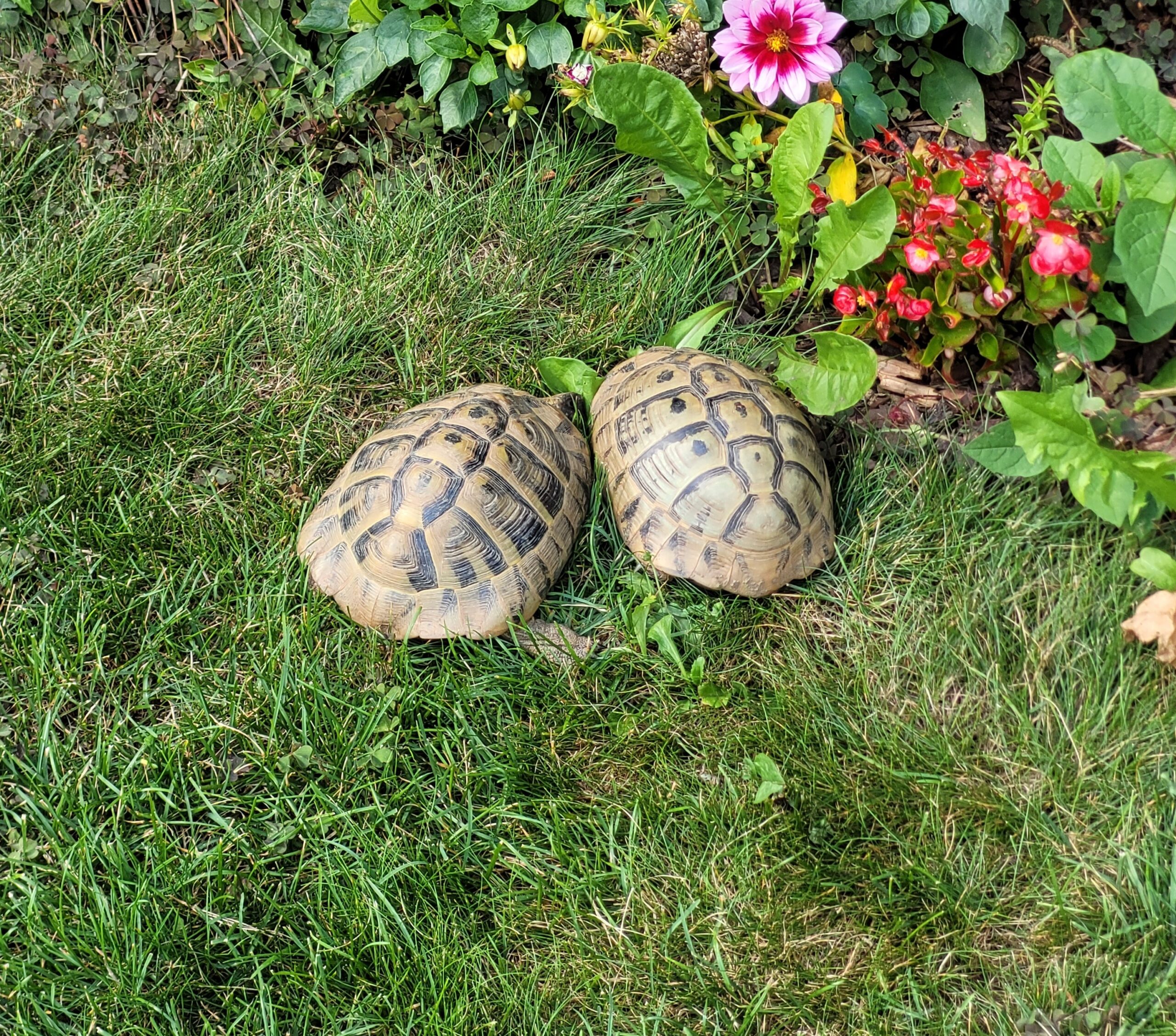 Schildkröten im Gras vor Blumen und Grünpflanzen